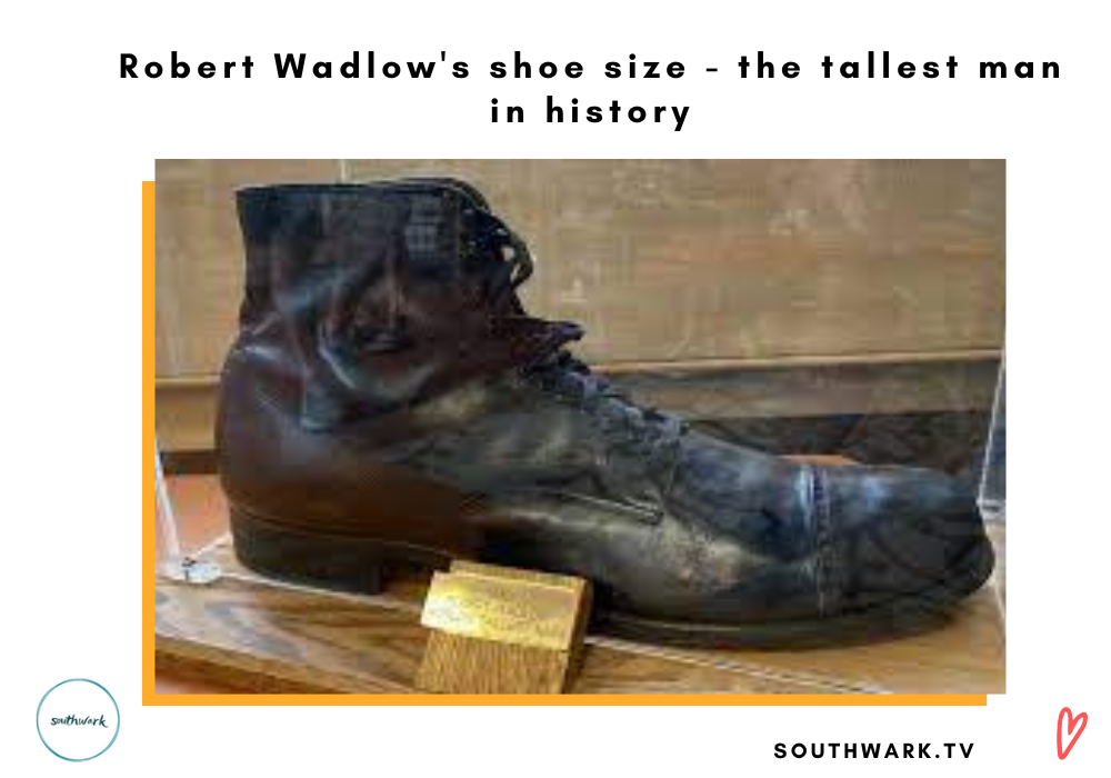 Robert Wadlow's shoe size - the tallest man in history