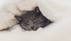 Will My Cat Suffocate Under The Covers?