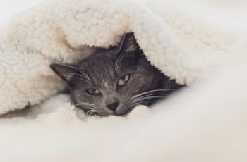 furry-cat-in-blanket