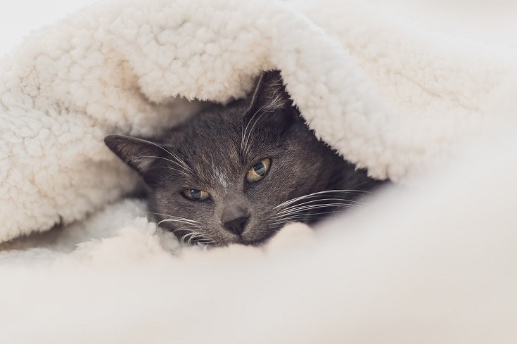 furry-cat-in-blanket